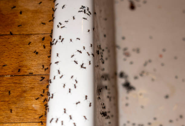Best Wildlife Control Services  in Mallory, WV