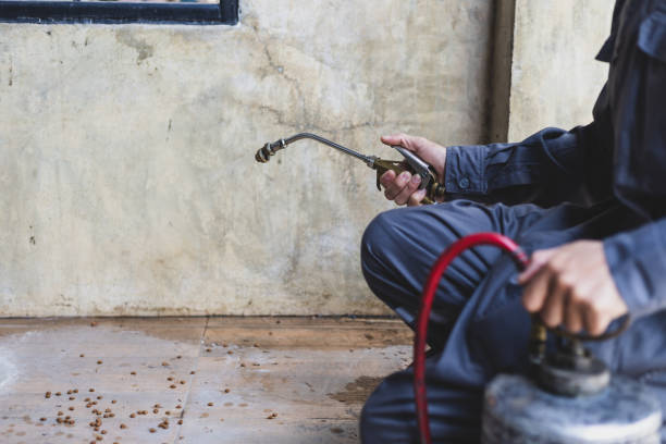 Best Local Pest Control Services  in Mallory, WV